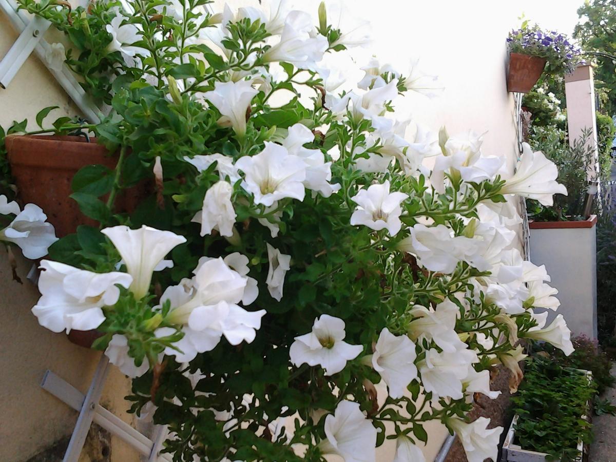 Dolce Vita Valeggio sul Mincio Exterior foto